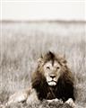 Picture of Lion Stare _GroupedProduct_Rectangle_Portrait_Photography _GroupedProduct_Rectangle_Portrait_Unframed_Print_Only_