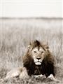 Picture of Lion Stare _GroupedProduct_Rectangle_Portrait_Photography _GroupedProduct_Rectangle_Portrait_Unframed_Print_Only_
