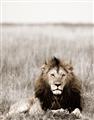 Picture of Lion Stare _GroupedProduct_Rectangle_Portrait_Photography _GroupedProduct_Rectangle_Portrait_Unframed_Print_Only_