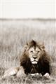 Picture of Lion Stare _GroupedProduct_Rectangle_Portrait_Photography _GroupedProduct_Rectangle_Portrait_Unframed_Print_Only_