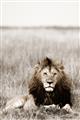 Picture of Lion Stare _GroupedProduct_Rectangle_Portrait_Photography _GroupedProduct_Rectangle_Portrait_Unframed_Print_Only_