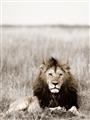 Picture of Lion Stare _GroupedProduct_Rectangle_Portrait_Photography _GroupedProduct_Rectangle_Portrait_Unframed_Print_Only_