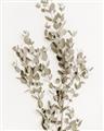 Picture of Dried Eucalyptus   _GroupedProduct_Rectangle_Portrait_Photography _GroupedProduct_Rectangle_Portrait_Unframed_Print_Only_