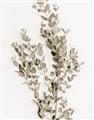 Picture of Dried Eucalyptus   _GroupedProduct_Rectangle_Portrait_Photography _GroupedProduct_Rectangle_Portrait_Unframed_Print_Only_