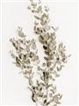 Picture of Dried Eucalyptus   _GroupedProduct_Rectangle_Portrait_Photography _GroupedProduct_Rectangle_Portrait_Unframed_Print_Only_
