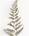 Picture of Dried Fern Leaf  _GroupedProduct_Rectangle_Portrait_Photography _GroupedProduct_Rectangle_Portrait_Unframed_Print_Only_
