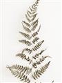 Picture of Dried Fern Leaf  _GroupedProduct_Rectangle_Portrait_Photography _GroupedProduct_Rectangle_Portrait_Unframed_Print_Only_