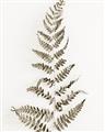 Picture of Dried Fern Leaf  _GroupedProduct_Rectangle_Portrait_Photography _GroupedProduct_Rectangle_Portrait_Unframed_Print_Only_