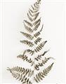 Picture of Dried Fern Leaf  _GroupedProduct_Rectangle_Portrait_Photography _GroupedProduct_Rectangle_Portrait_Unframed_Print_Only_