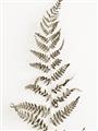 Picture of Dried Fern Leaf  _GroupedProduct_Rectangle_Portrait_Photography _GroupedProduct_Rectangle_Portrait_Unframed_Print_Only_