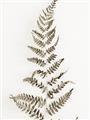 Picture of Dried Fern Leaf  _GroupedProduct_Rectangle_Portrait_Photography _GroupedProduct_Rectangle_Portrait_Unframed_Print_Only_