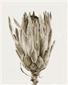 Picture of Dried Flower II _GroupedProduct_Rectangle_Portrait_Photography _GroupedProduct_Rectangle_Portrait_Unframed_Print_Only_