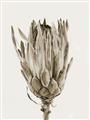 Picture of Dried Flower II _GroupedProduct_Rectangle_Portrait_Photography _GroupedProduct_Rectangle_Portrait_Unframed_Print_Only_