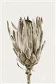 Picture of Dried Flower II _GroupedProduct_Rectangle_Portrait_Photography _GroupedProduct_Rectangle_Portrait_Unframed_Print_Only_