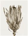 Picture of Dried Flower II _GroupedProduct_Rectangle_Portrait_Photography _GroupedProduct_Rectangle_Portrait_Unframed_Print_Only_