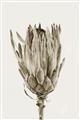 Picture of Dried Flower II _GroupedProduct_Rectangle_Portrait_Photography _GroupedProduct_Rectangle_Portrait_Unframed_Print_Only_