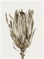 Picture of Dried Flower II _GroupedProduct_Rectangle_Portrait_Photography _GroupedProduct_Rectangle_Portrait_Unframed_Print_Only_