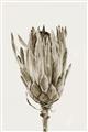 Picture of Dried Flower II _GroupedProduct_Rectangle_Portrait_Photography _GroupedProduct_Rectangle_Portrait_Unframed_Print_Only_