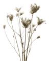 Picture of Dried Flower III  _GroupedProduct_Rectangle_Portrait_Photography _GroupedProduct_Rectangle_Portrait_Unframed_Print_Only_