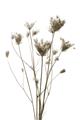 Picture of Dried Flower III  _GroupedProduct_Rectangle_Portrait_Photography _GroupedProduct_Rectangle_Portrait_Unframed_Print_Only_