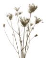 Picture of Dried Flower III  _GroupedProduct_Rectangle_Portrait_Photography _GroupedProduct_Rectangle_Portrait_Unframed_Print_Only_