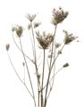 Picture of Dried Flower III  _GroupedProduct_Rectangle_Portrait_Photography _GroupedProduct_Rectangle_Portrait_Unframed_Print_Only_