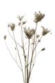Picture of Dried Flower III  _GroupedProduct_Rectangle_Portrait_Photography _GroupedProduct_Rectangle_Portrait_Unframed_Print_Only_