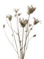Picture of Dried Flower III  _GroupedProduct_Rectangle_Portrait_Photography _GroupedProduct_Rectangle_Portrait_Unframed_Print_Only_