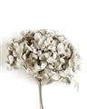 Picture of Dried Hydrangea _GroupedProduct_Rectangle_Portrait_Photography _GroupedProduct_Rectangle_Portrait_Unframed_Print_Only_