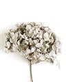 Picture of Dried Hydrangea _GroupedProduct_Rectangle_Portrait_Photography _GroupedProduct_Rectangle_Portrait_Unframed_Print_Only_