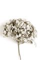 Picture of Dried Hydrangea _GroupedProduct_Rectangle_Portrait_Photography _GroupedProduct_Rectangle_Portrait_Unframed_Print_Only_