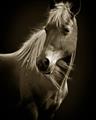 Picture of Ebony, the Horse _GroupedProduct_Rectangle_Portrait_Photography _GroupedProduct_Rectangle_Portrait_Unframed_Print_Only_