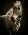Picture of Ebony, the Horse _GroupedProduct_Rectangle_Portrait_Photography _GroupedProduct_Rectangle_Portrait_Unframed_Print_Only_