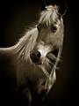 Picture of Ebony, the Horse _GroupedProduct_Rectangle_Portrait_Photography _GroupedProduct_Rectangle_Portrait_Unframed_Print_Only_