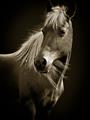Picture of Ebony, the Horse _GroupedProduct_Rectangle_Portrait_Photography _GroupedProduct_Rectangle_Portrait_Unframed_Print_Only_