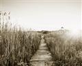 Picture of Field of Dreams   _GroupedProduct_Rectangle_Landscape_Photography _GroupedProduct_Rectangle_Landscape_Unframed_Print_Only_