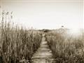 Picture of Field of Dreams   _GroupedProduct_Rectangle_Landscape_Photography _GroupedProduct_Rectangle_Landscape_Unframed_Print_Only_