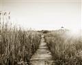 Picture of Field of Dreams   _GroupedProduct_Rectangle_Landscape_Photography _GroupedProduct_Rectangle_Landscape_Unframed_Print_Only_