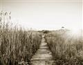 Picture of Field of Dreams   _GroupedProduct_Rectangle_Landscape_Photography _GroupedProduct_Rectangle_Landscape_Unframed_Print_Only_