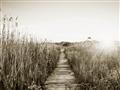 Picture of Field of Dreams   _GroupedProduct_Rectangle_Landscape_Photography _GroupedProduct_Rectangle_Landscape_Unframed_Print_Only_