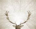 Picture of Forest Stag _GroupedProduct_Rectangle_Landscape_Photography _GroupedProduct_Rectangle_Landscape_Unframed_Print_Only_