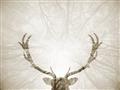 Picture of Forest Stag _GroupedProduct_Rectangle_Landscape_Photography _GroupedProduct_Rectangle_Landscape_Unframed_Print_Only_