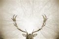 Picture of Forest Stag _GroupedProduct_Rectangle_Landscape_Photography _GroupedProduct_Rectangle_Landscape_Unframed_Print_Only_