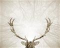 Picture of Forest Stag _GroupedProduct_Rectangle_Landscape_Photography _GroupedProduct_Rectangle_Landscape_Unframed_Print_Only_