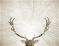 Picture of Forest Stag _GroupedProduct_Rectangle_Landscape_Photography _GroupedProduct_Rectangle_Landscape_Unframed_Print_Only_