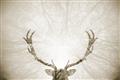 Picture of Forest Stag _GroupedProduct_Rectangle_Landscape_Photography _GroupedProduct_Rectangle_Landscape_Unframed_Print_Only_