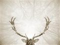 Picture of Forest Stag _GroupedProduct_Rectangle_Landscape_Photography _GroupedProduct_Rectangle_Landscape_Unframed_Print_Only_
