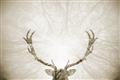 Picture of Forest Stag _GroupedProduct_Rectangle_Landscape_Photography _GroupedProduct_Rectangle_Landscape_Unframed_Print_Only_