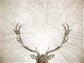 Picture of Forest Stag _GroupedProduct_Rectangle_Landscape_Photography _GroupedProduct_Rectangle_Landscape_Unframed_Print_Only_