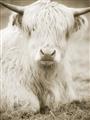 Picture of Furry Cow _GroupedProduct_Rectangle_Portrait_Photography _GroupedProduct_Rectangle_Portrait_Unframed_Print_Only_